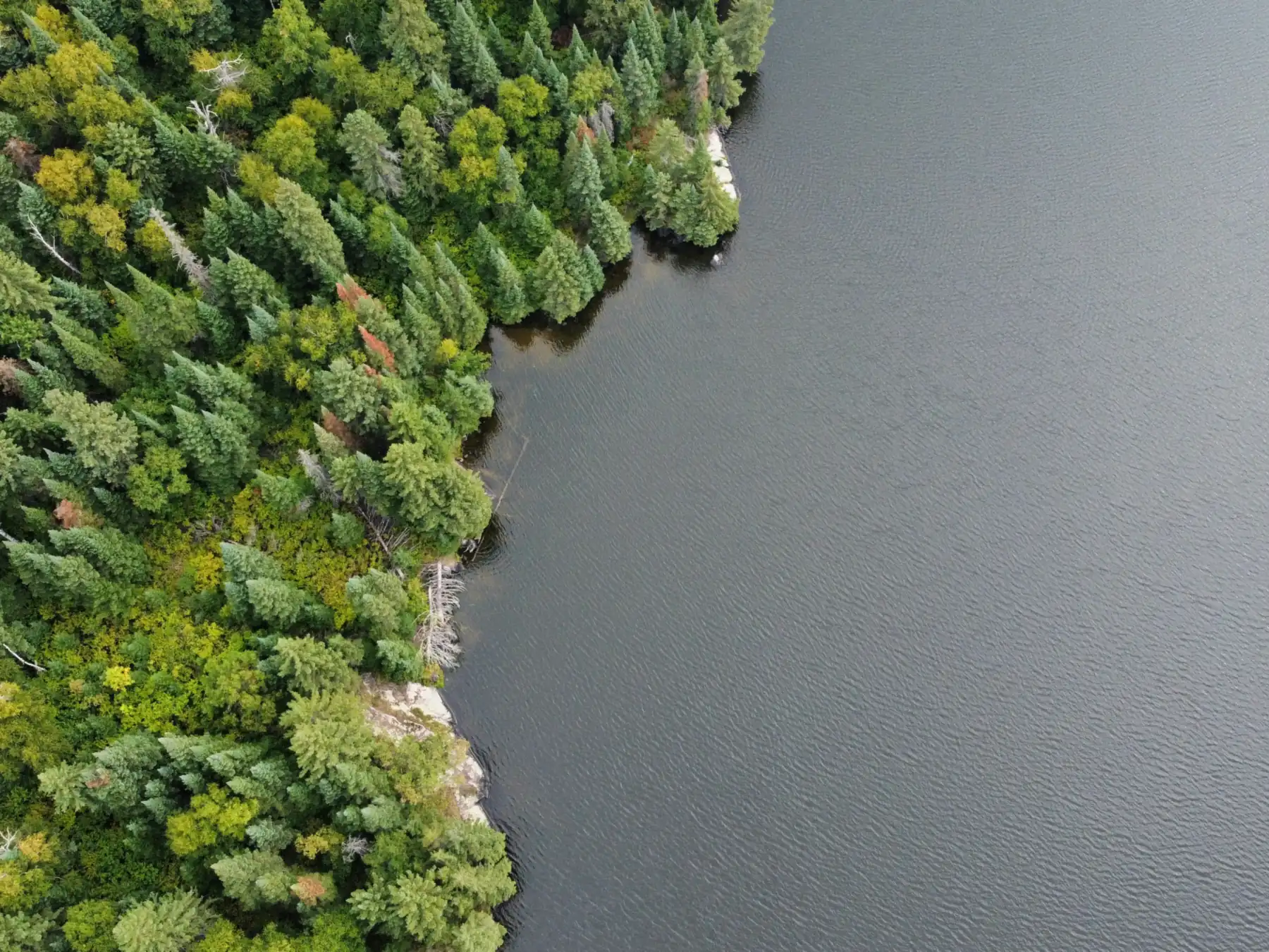 Aerial view of a wooded lake shoreline where forest meets calm water