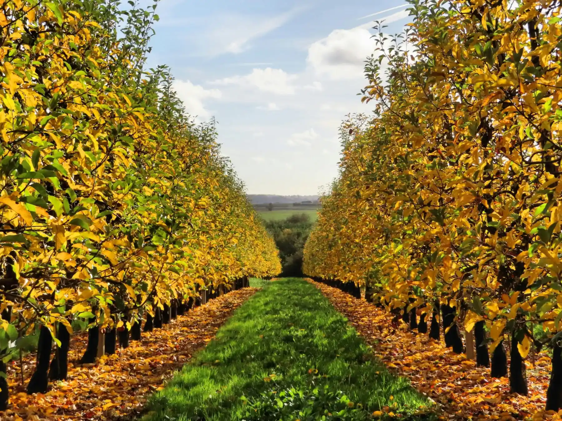 Rows of orchard trees along a grass path, autumn leaves glowing gold in low afternoon sun