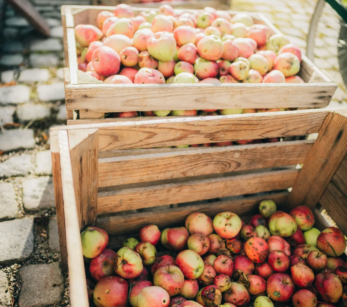 Wooden crates of freshly picked apples outdoors in morning sun
