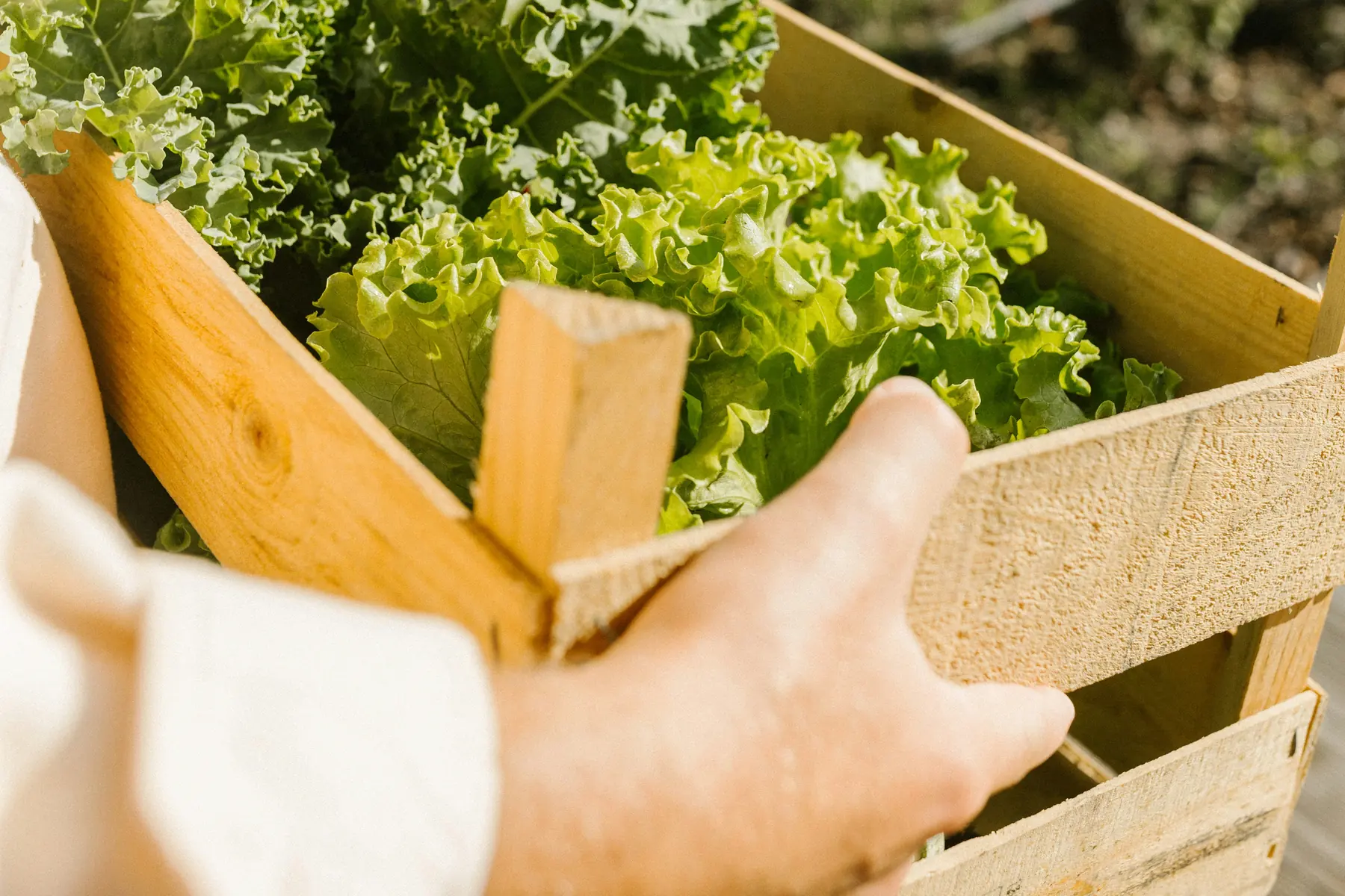 A volunteer's hands carrying a wooden crate of fresh kale and lettuce down a sunlit farm row
